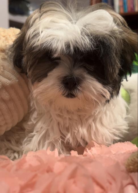 Shihpoo
