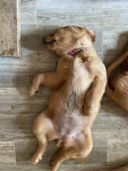 Purebred Golden Retriever