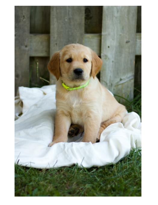 Purebred Golden Retriever