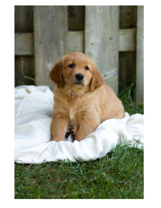 Purebred Golden Retriever