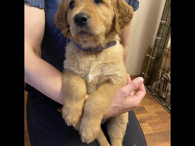 Purebred Golden Retriever
