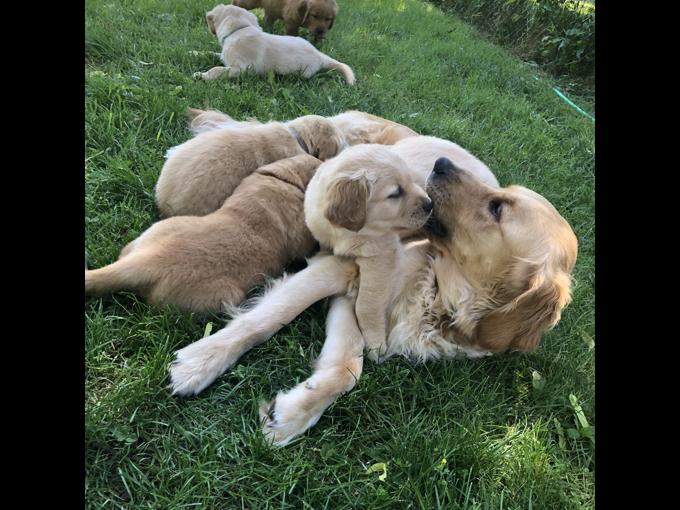 Purebred Golden Retriever