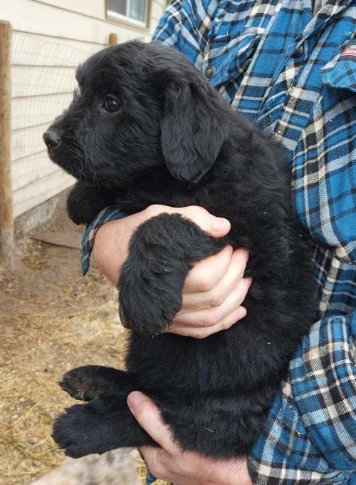 Bouvier
