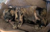 Bouvier