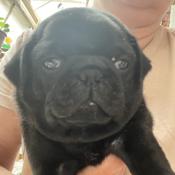 Pug