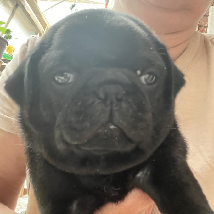Pug