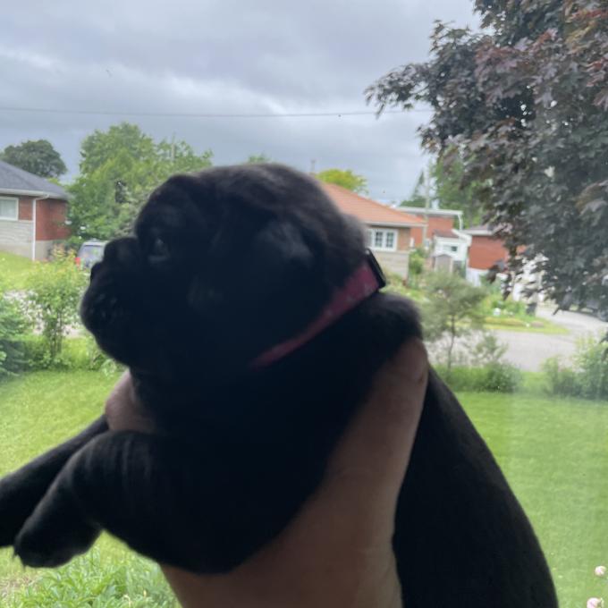 Pug
