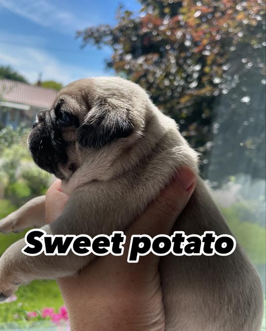 Pug