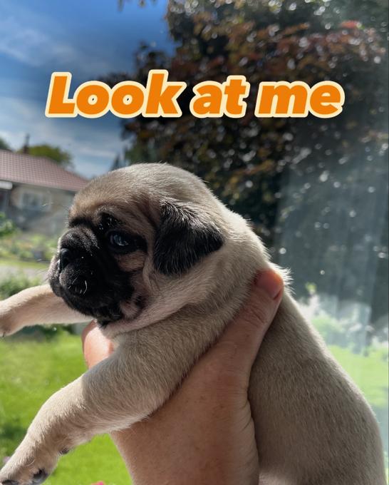 Pug