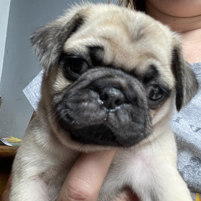 Pug