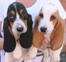 Basset hound
