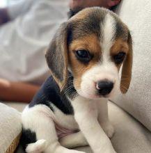 Beagle