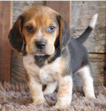 Beagle