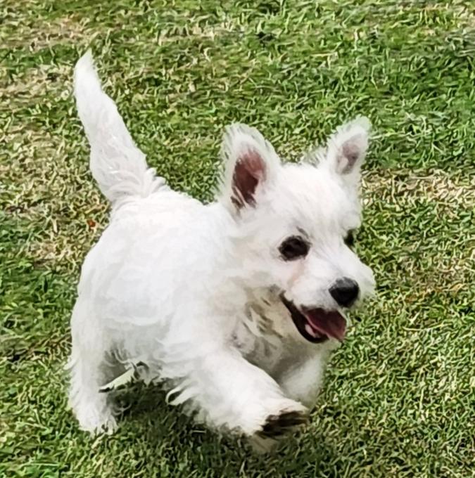 West Highland Terrier