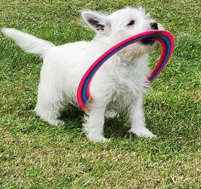 West Highland Terrier