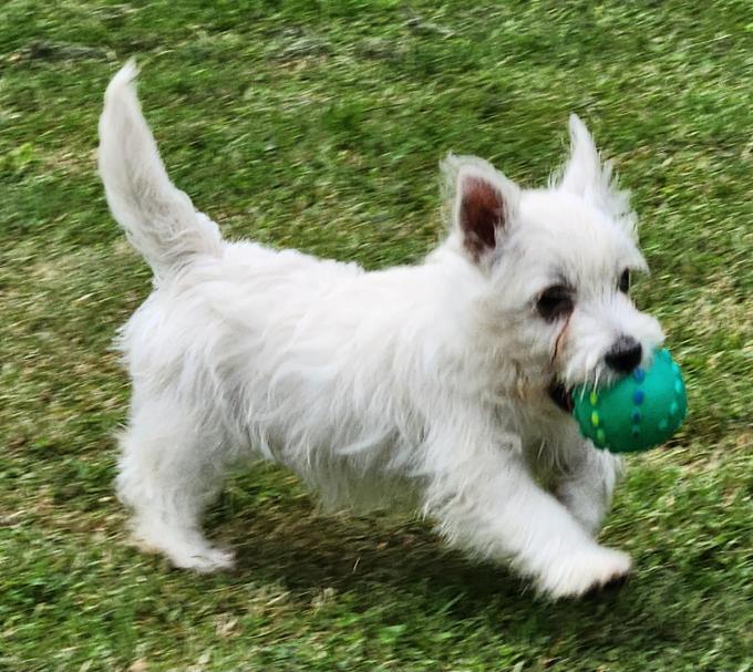 West Highland Terrier