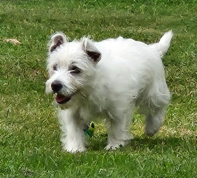 West Highland Terrier