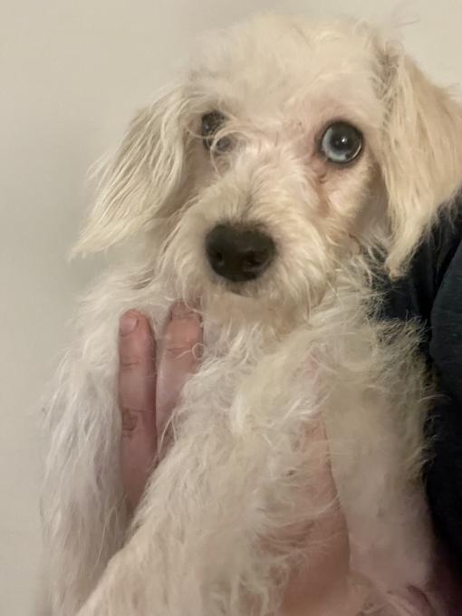 Maltipoo