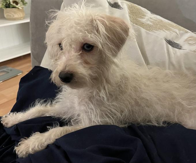 Maltipoo