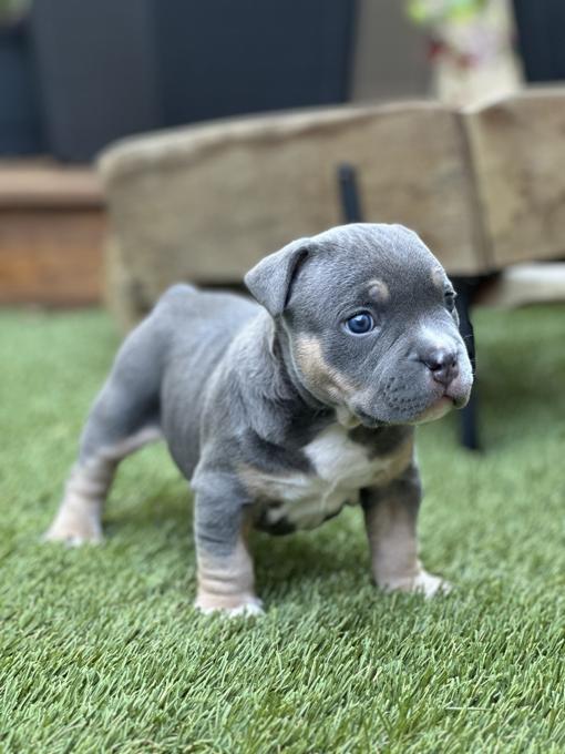 American Bully