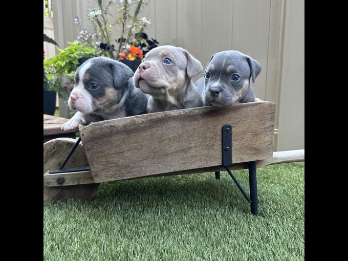 American Bully