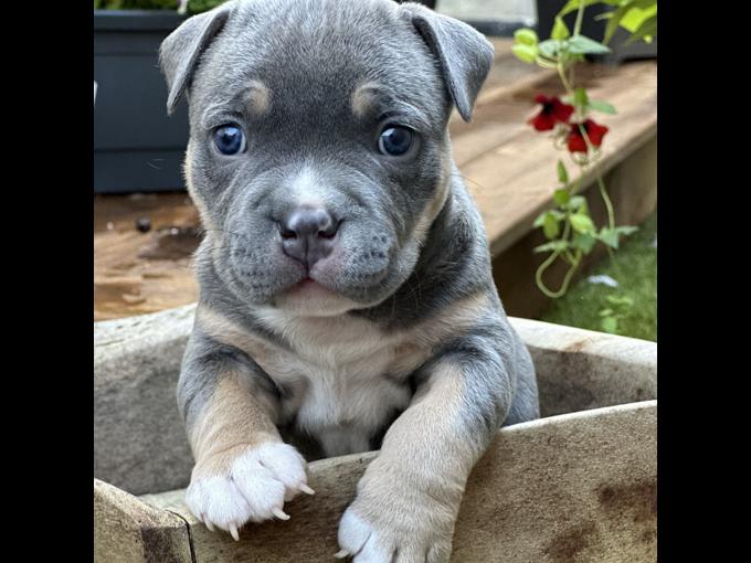 American Bully