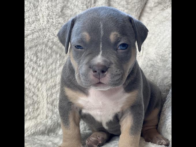 American Bully