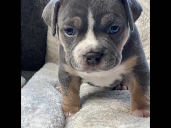 American Bully