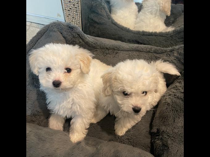 Bichon Frise