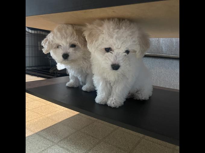 Bichon Frise