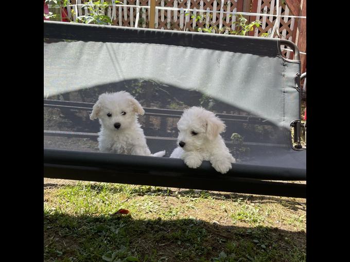 Bichon Frise