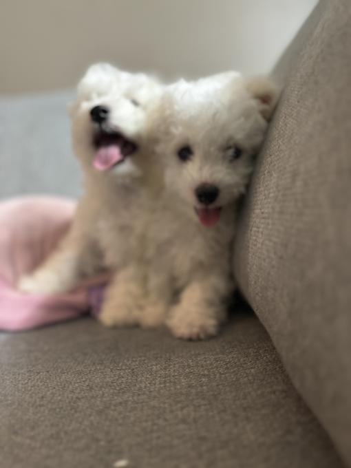 Bichon Frise