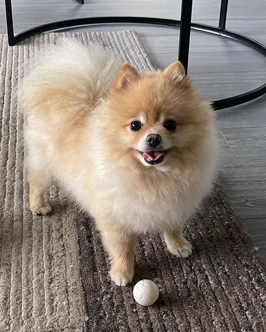 Pomeranian