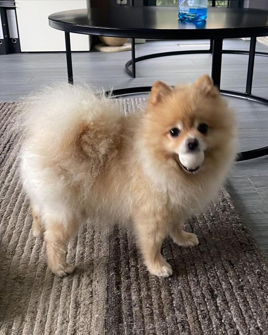 Pomeranian