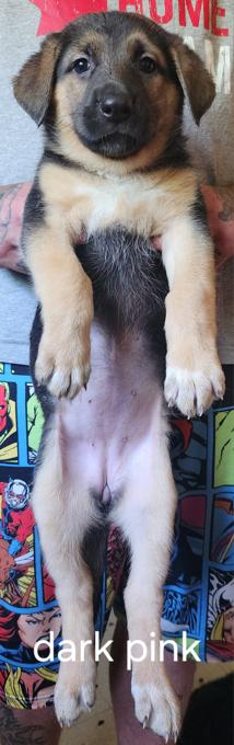 German shepherd