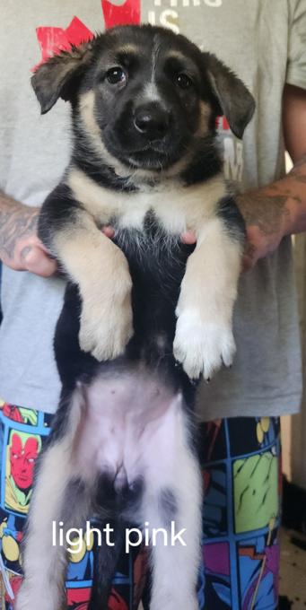 German shepherd