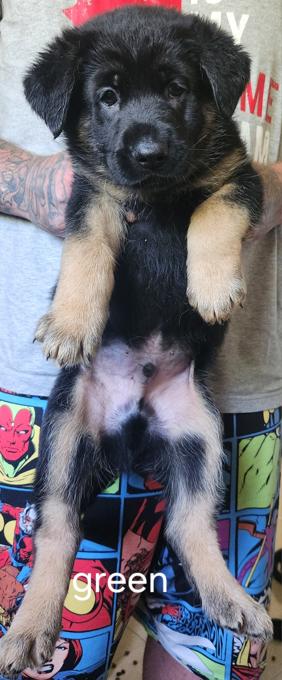 German shepherd