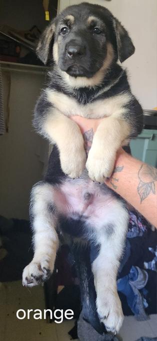 German shepherd