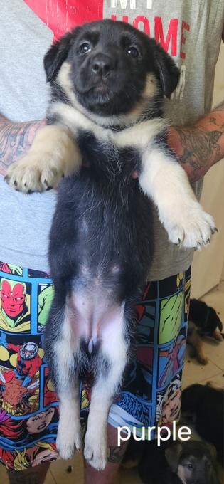 German shepherd