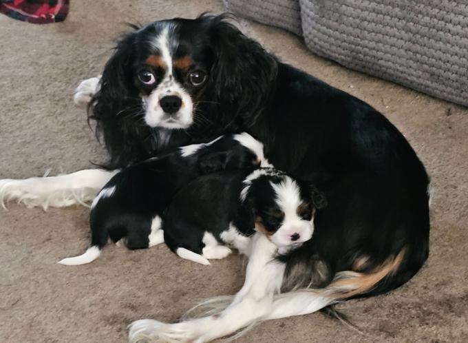 Cavalier king charles spaniel