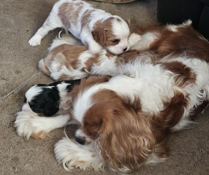 Cavalier king charles spaniel