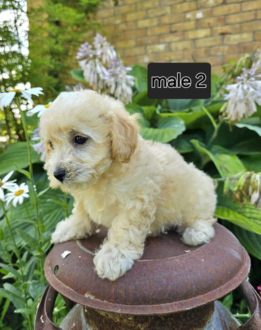 Bichonpoo 