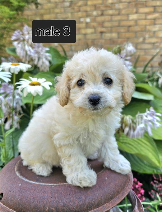 Bichonpoo 