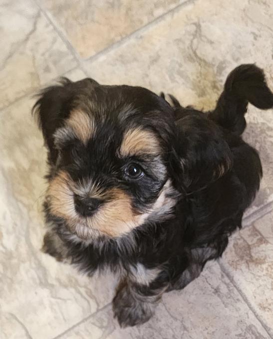 Havanese