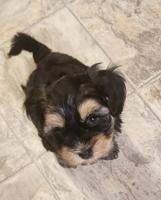 Havanese