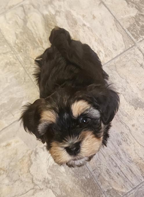 Havanese