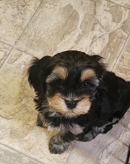 Havanese