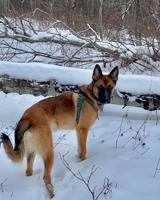 Belgian Malinois cross German Shepherd