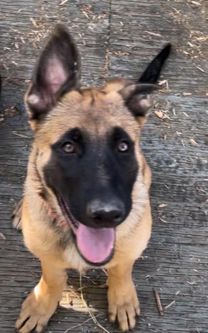 Belgian Malinois cross German Shepherd