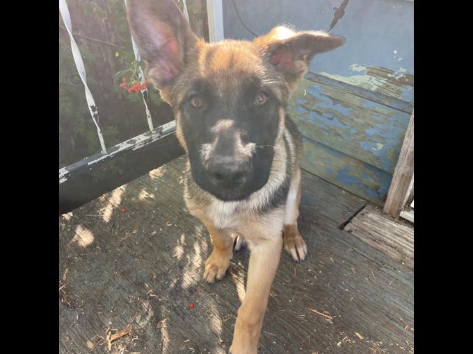 Belgian Malinois cross German Shepherd
